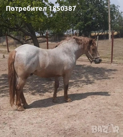 Тежковоз - жребец