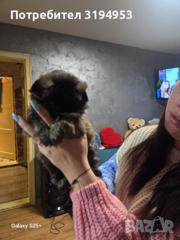 Пекинез, снимка 3 - Други - 53005339