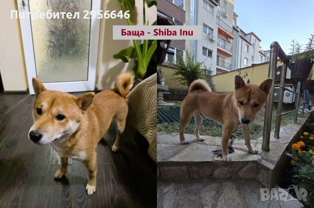Продавам кученца Shiba Inu, снимка 5 - Шиба ину - 52849986
