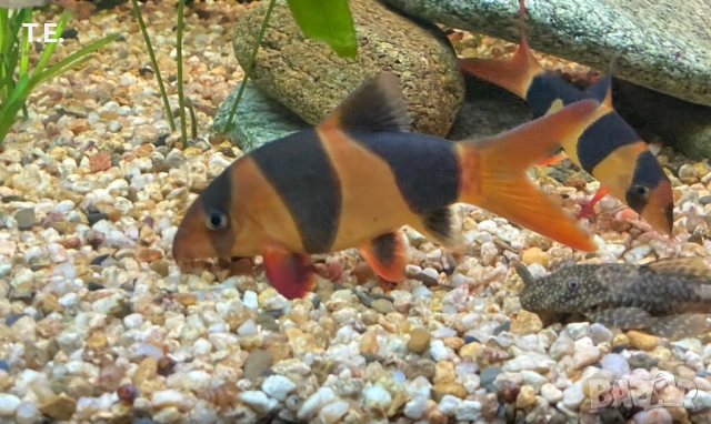 Двойка боции клоун, снимка 3 - Рибки - 49509803