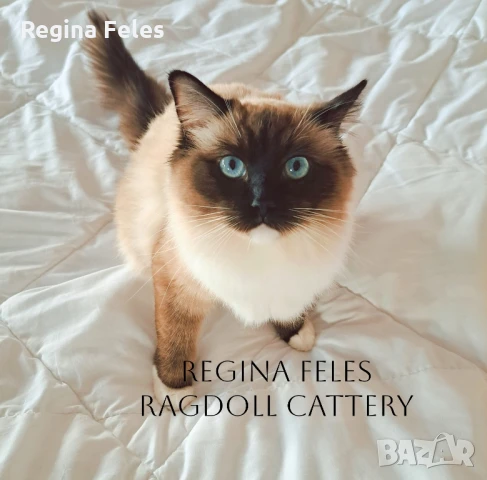 Рагдол женска котка от лицензиран развъдник с родословие / Ragdoll cats / Регдол коте, снимка 2 - Други - 45614570