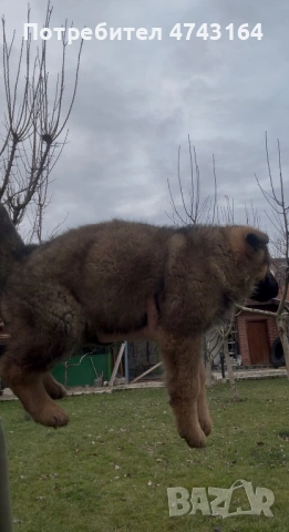 Чистокръвни Немски Овчарки, снимка 6 - Немска овчарка - 53542207