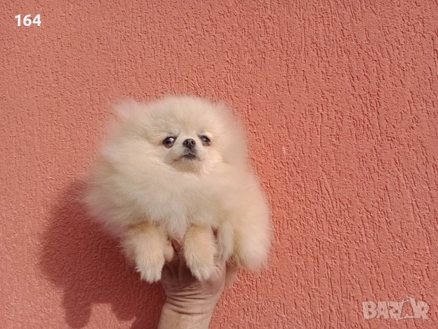 Женски миниатюрен мини Померан на 6 месеца 1 кг. 