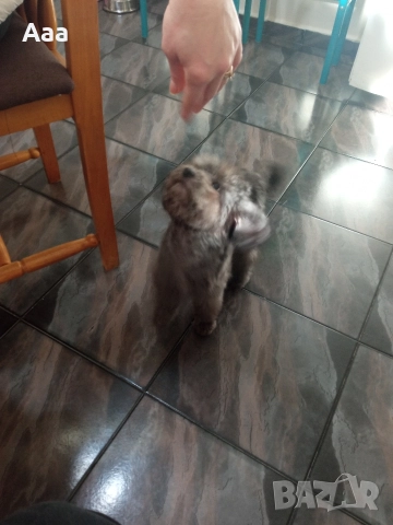 пудел той сребърен , снимка 4 - Пудели - 52906941