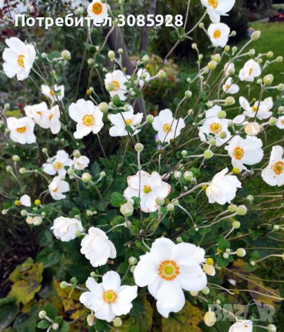 👉👉👉Бяла градинска анемония Anemone hybrida Заявки пролетта Броят е ограничен , снимка 2 - Разсади - 37409652