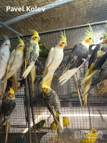 Коледна промоция на папагали , снимка 6 - Папагали - 52658145