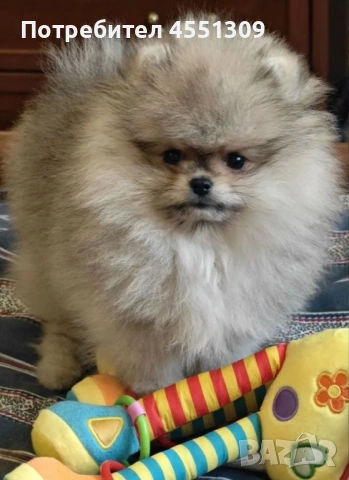 Померан мини