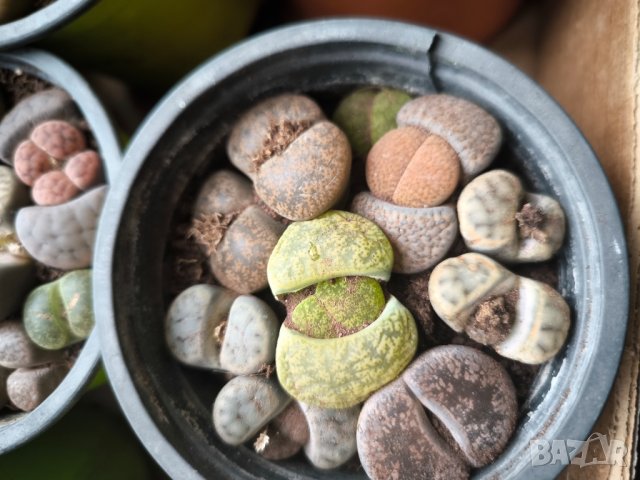 Lithops/живи камъчета/, снимка 9 - Стайни растения - 39521079