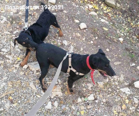 Продавам ягтериер мъжки , снимка 2 - Ягдтериер - 52809167