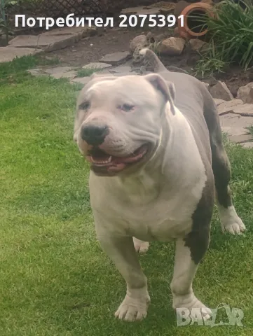 Американско були топ, снимка 2 - Други - 46262766