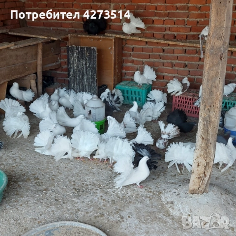 Продавам гълъби Финерлии - бели, сиви и пъстри, снимка 6 - Гълъби - 52268397