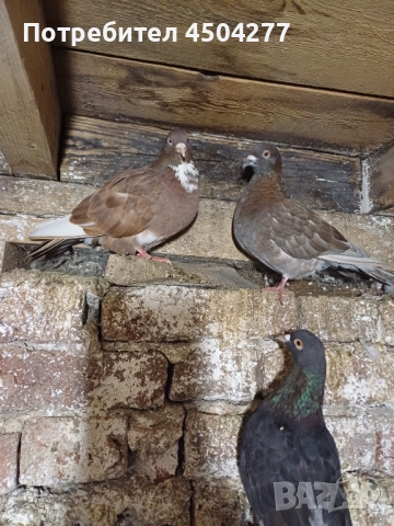 Свободни чифтове, снимка 3 - Гълъби - 50677117