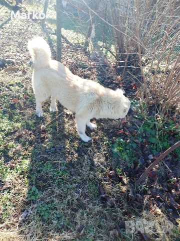 Кангал, снимка 8 - Кангал - 52077831