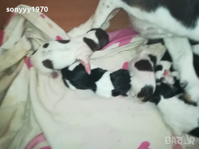 ДЖАК РЪСЕЛ БЕБЕТА-РОДЕНИ 11.08.25г 1208251833, снимка 2 - Джак ръсел териер - 51343492