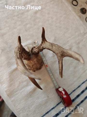 Много Стар Ловен Трофей Череп с Рога на Сръндак, снимка 5 - Други - 50917166