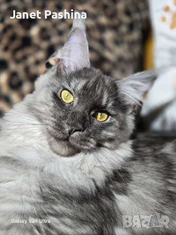 Мейн Кун чистокръвен , снимка 2 - Мейн кун - 48432225