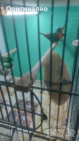 Амадини Канарчета , снимка 11 - Амадини - 49771329