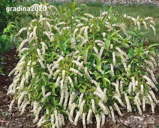 Итеа Виргиника(Itea virginica), снимка 1 - Разсади - 36816511