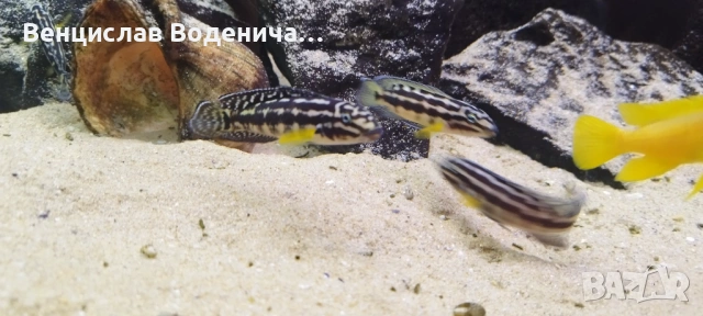 Продавам Цихлиди , снимка 5 - Рибки - 53512861