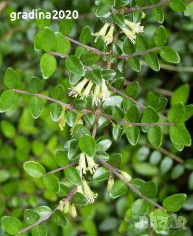 Лоницера “Нитида” / Lonicera “Nitida”6, снимка 3 - Разсади - 48300450