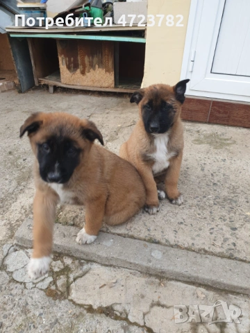 Продавам красиви кученца Малиноа!