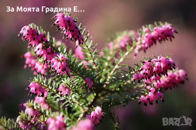 Ерика , снимка 4 - Градински цветя и растения - 49421164