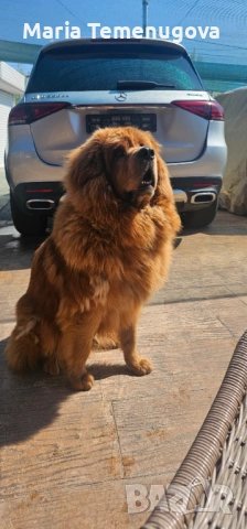 Тибетски мастиф , снимка 2 - Мастиф - 53327433