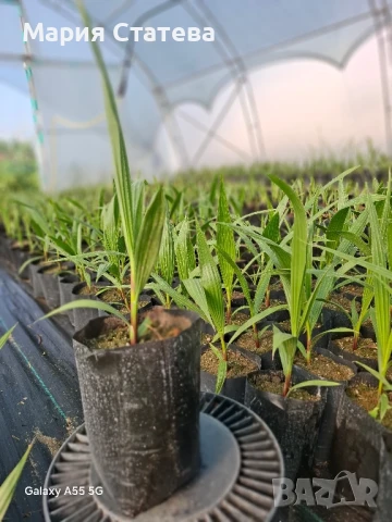 Палми от производител, снимка 13 - Стайни растения - 51037174