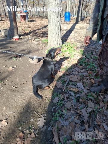 Ягтериери 2 бр, снимка 2 - Ягдтериер - 52793411
