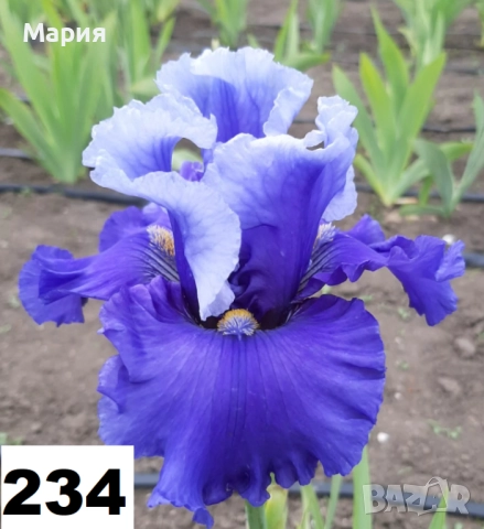 Сортови вискоки ириси /брадати ириси, снимка 5 - Градински цветя и растения - 51459299
