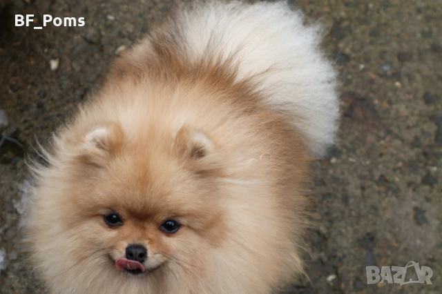 Миниатюрно момиченце померан с родословие FCI, снимка 7 - Померан - 50219721