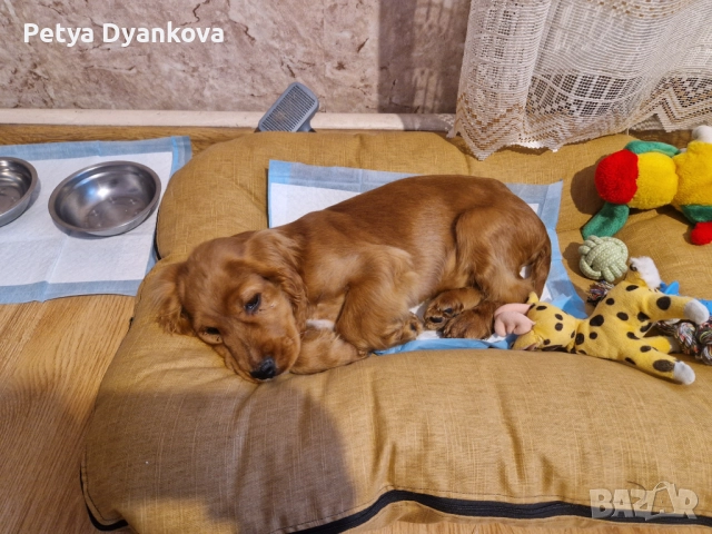 Кокер шпаньол, снимка 2 - Кокер шпаньол - 52896598
