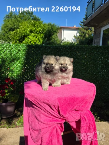 Померан Померанче , снимка 1