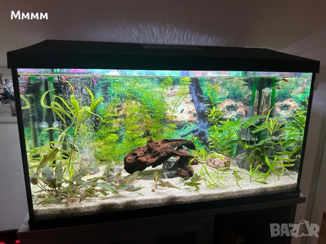 Aquael leddy 75plus и филтър eheim eccopro 300