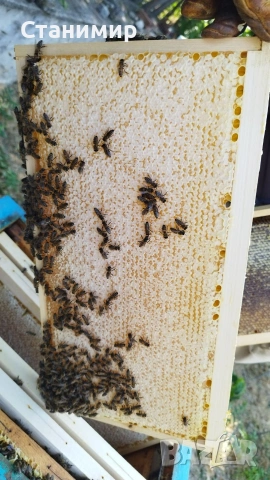 Пчелни отводки ( Малки Пчелни Семейства ) ЛР, снимка 3 - За пчели - 53372740