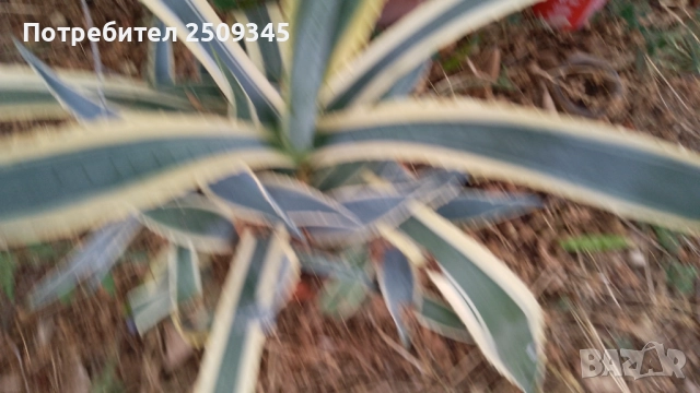 Столетник(Агаве), снимка 2 - Стайни растения - 51466929