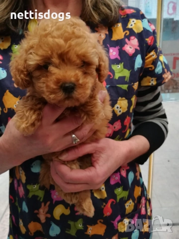 Истински Той Пудел, снимка 2 - Пудели - 51503360