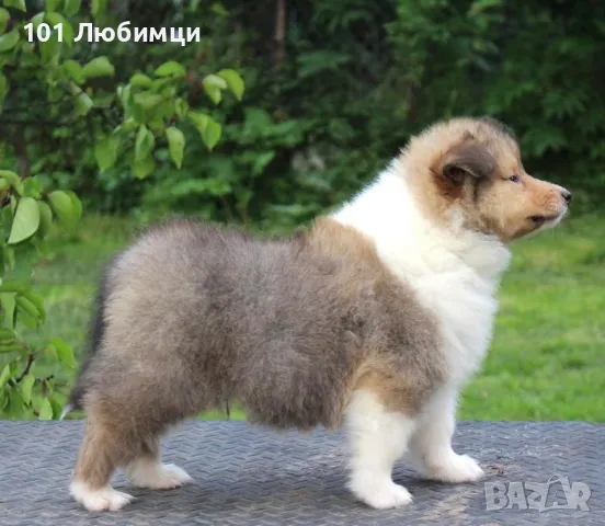 Шотладската овчарка-Коли, снимка 5 - Коли - 47462698