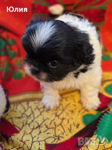 Японски хин, снимка 9 - Други - 52506196