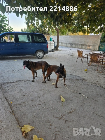 Белгийски овчарки-Малиноа , снимка 10 - Други - 52341802