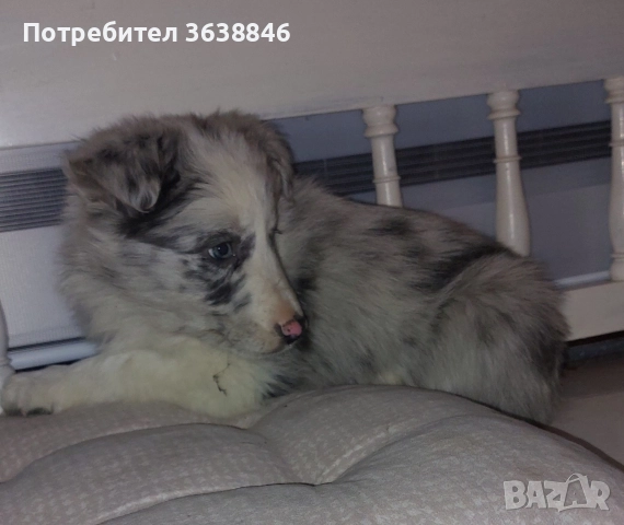 Бордър Коли, снимка 6 - Бордър коли - 52930251