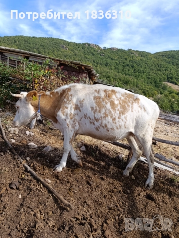 Крава за угояване, снимка 2 - Крави - 52887005