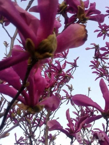 Резници от красива магнолия 💥, снимка 1