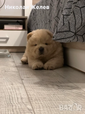 Кученца чау чау родени на 17.10, снимка 7 - Други - 52359629