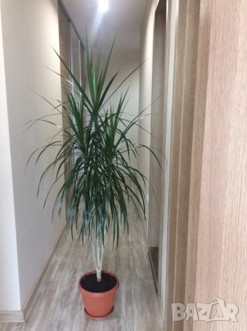 Хлорофитум, Драцена, снимка 6 - Стайни растения - 50946463