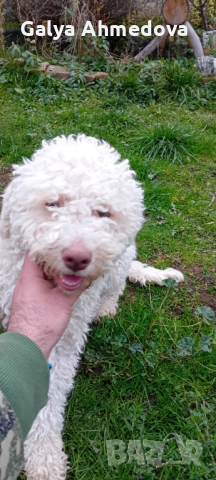 Кучета за труфели лагото романьоло , снимка 2 - Кокер шпаньол - 52858197