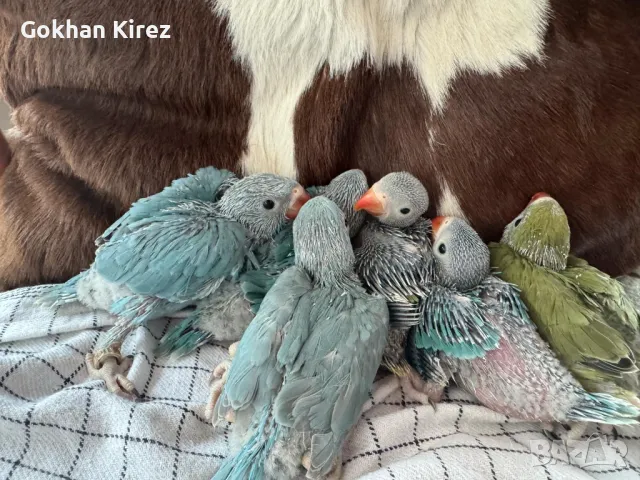 Папагали Малък Александър, снимка 3 - Папагали - 49697096