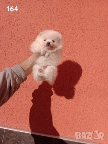 Мъжки и женски бели Померани., снимка 8 - Померан - 52926923