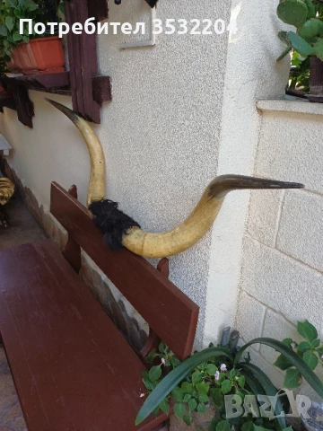 Големи биволски рога, снимка 7 - Други ценни предмети - 51359502