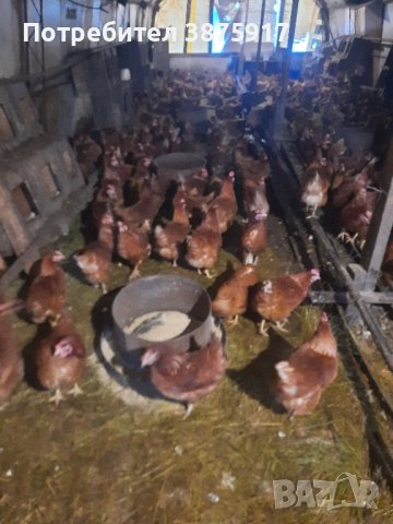 продавам кокошки носачки за яйца, снимка 2 - Кокошки и пуйки - 43646045